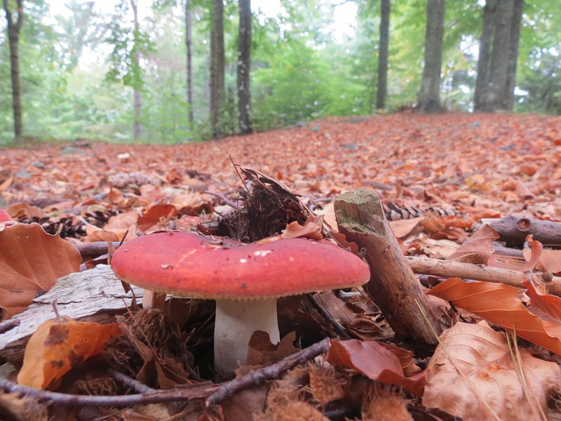 Da determinare08 - Russula sp.