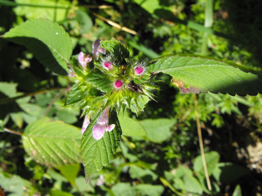 Da determinare - cfr. Galeopsis pubescens