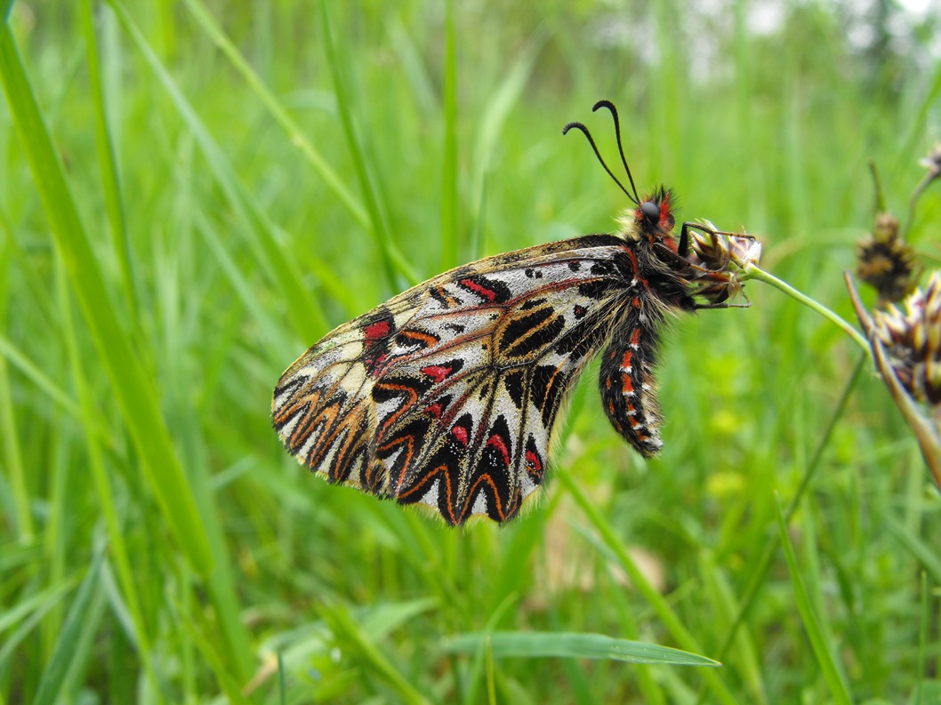 Zerynthia polyxena?