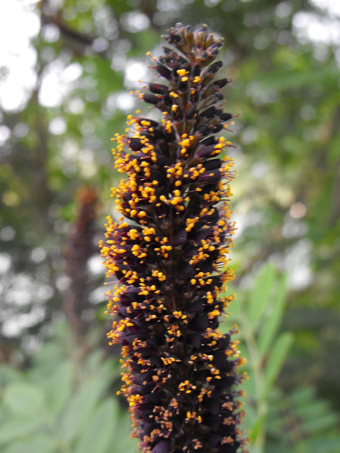 Amorpha fruticosa