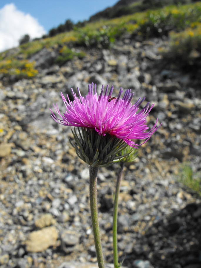 Carduus defloratus subsp. carlinifolius / Cardo alpino