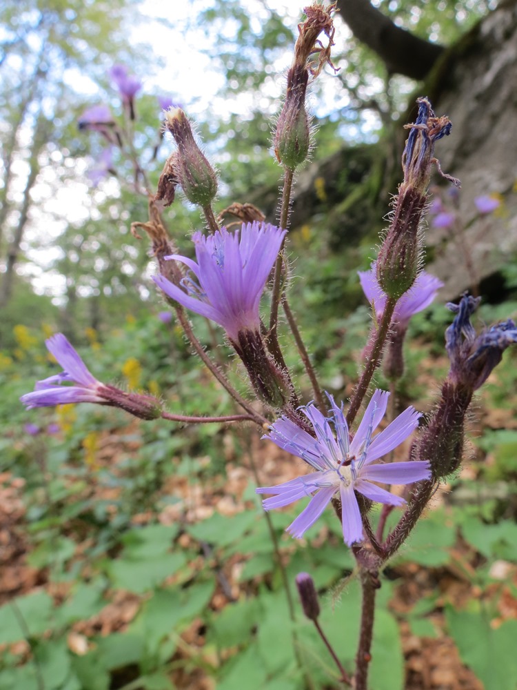 Cicerbita alpina / Lattuga alpina