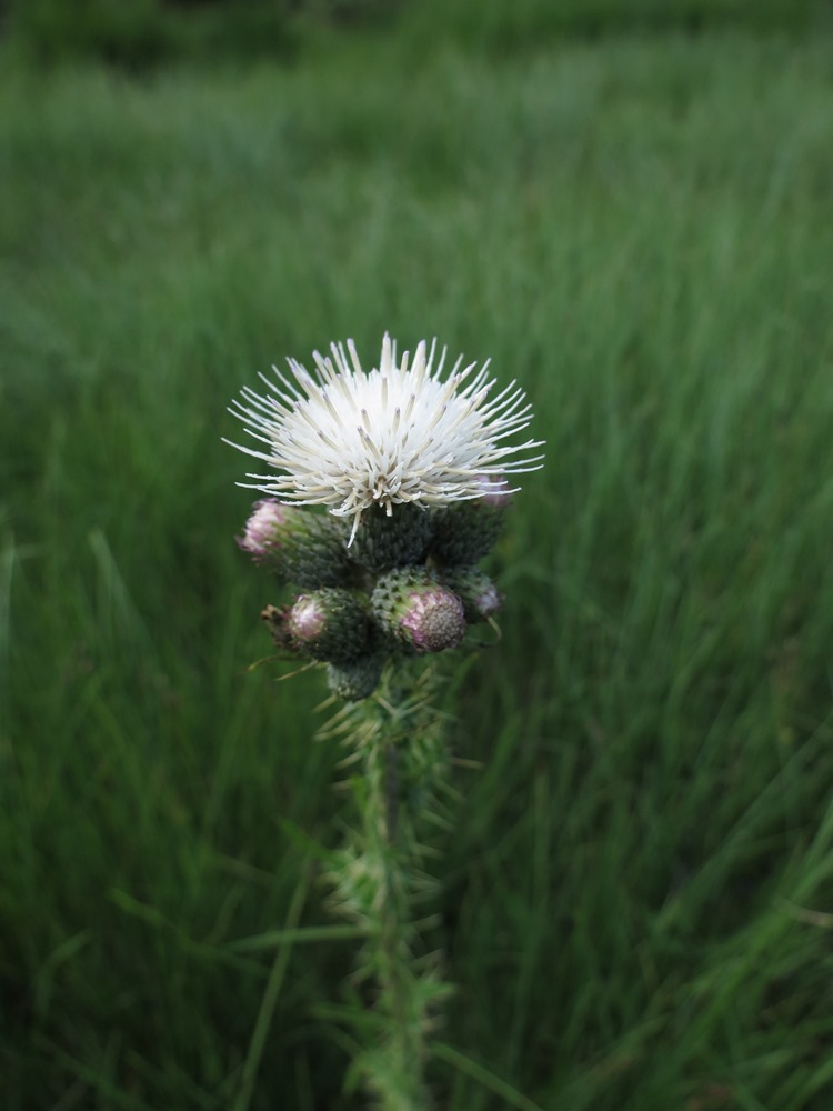 Cirsium palustre