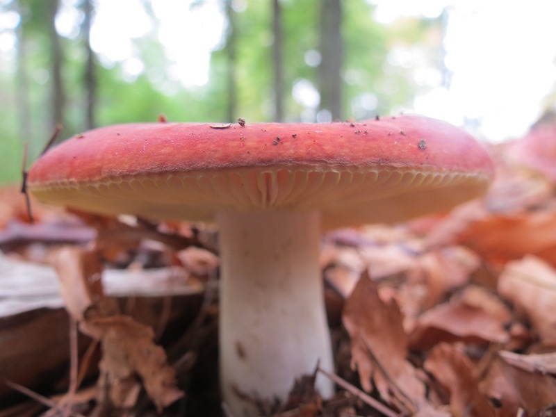 Da determinare08 - Russula sp.