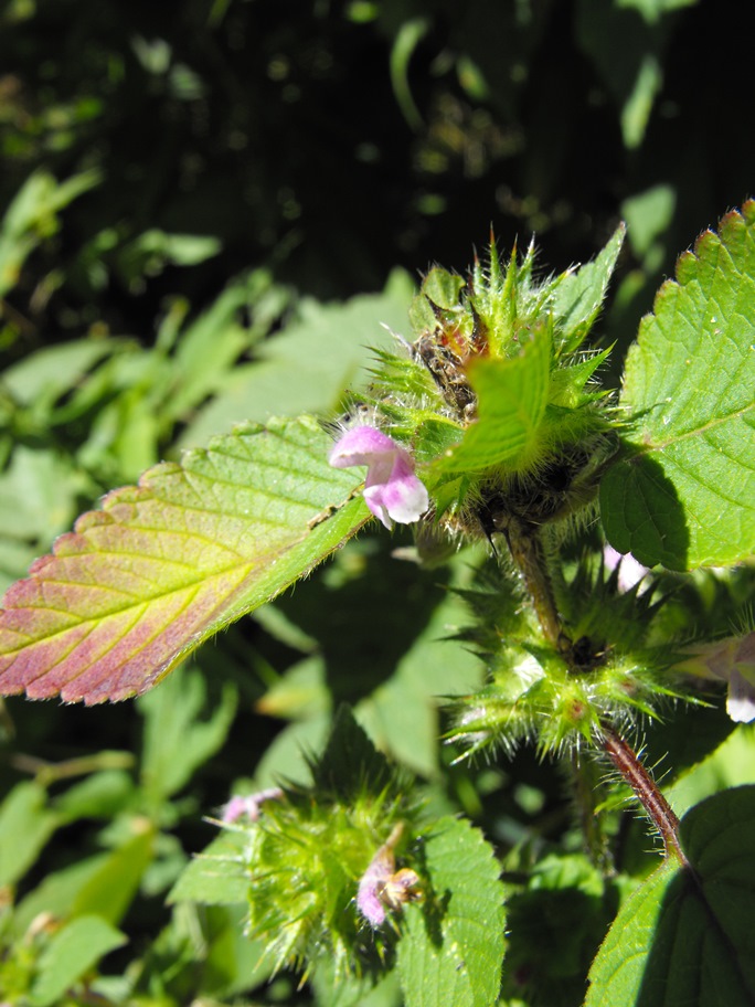 Da determinare - cfr. Galeopsis pubescens