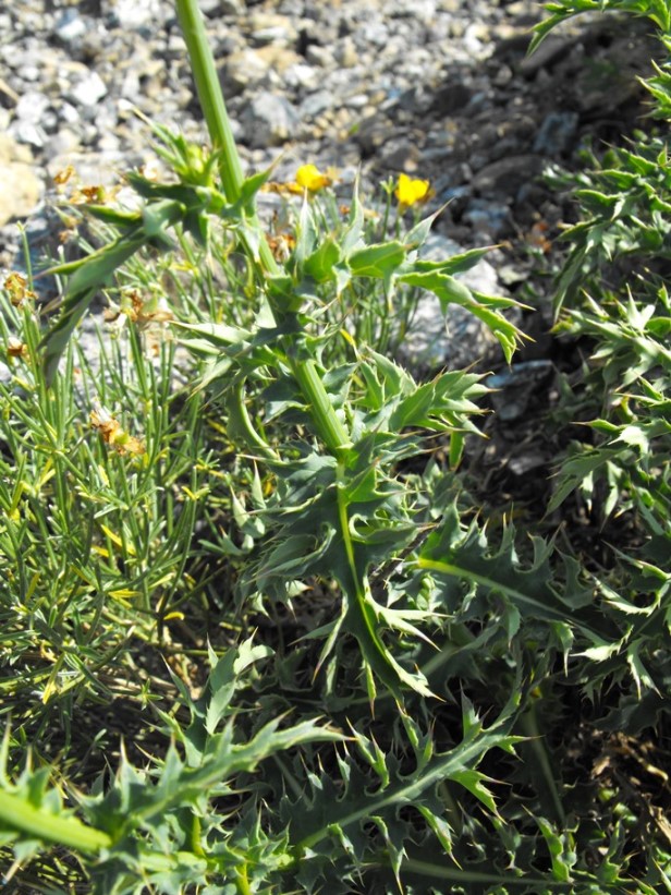 Carduus defloratus subsp. carlinifolius / Cardo alpino