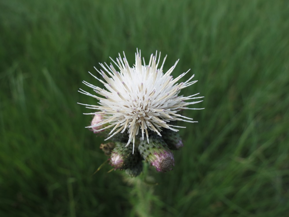 Cirsium palustre