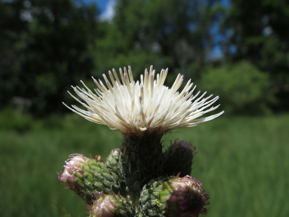 Cirsium palustre