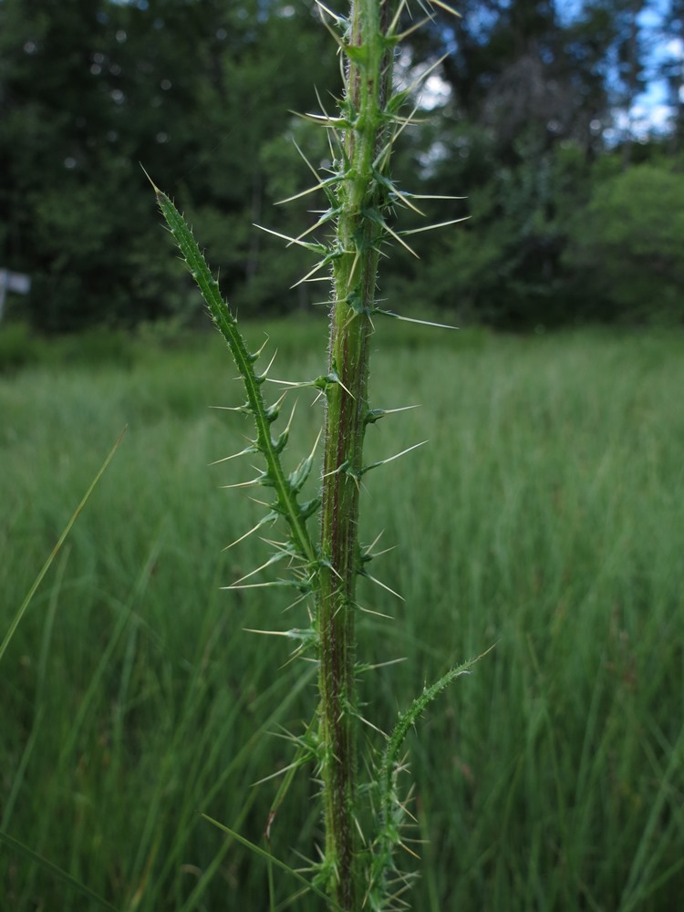 Cirsium palustre