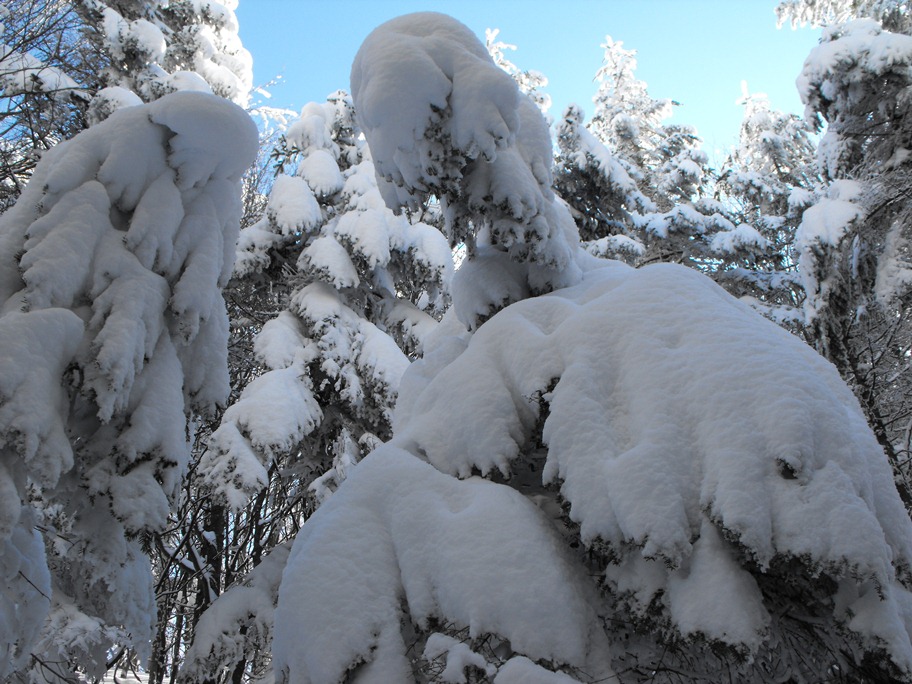 Alberi d''inverno... un invito