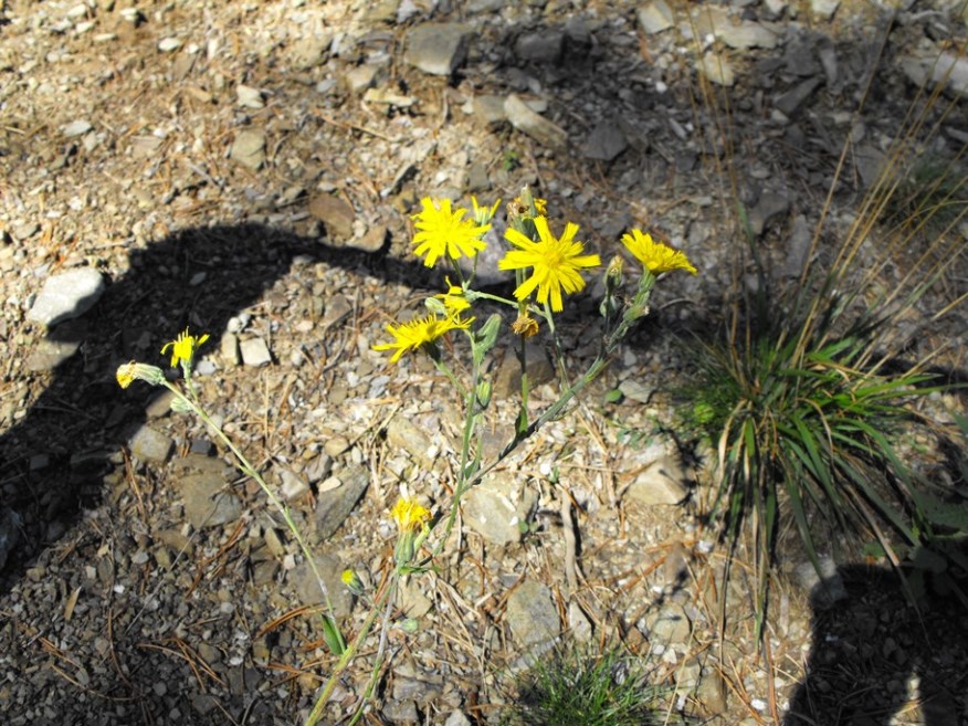 Da determinare -  Hieracium sp.