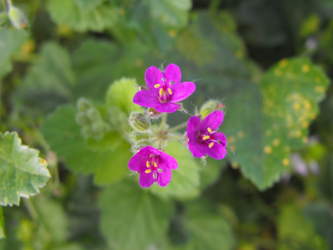 Erodium malacoides