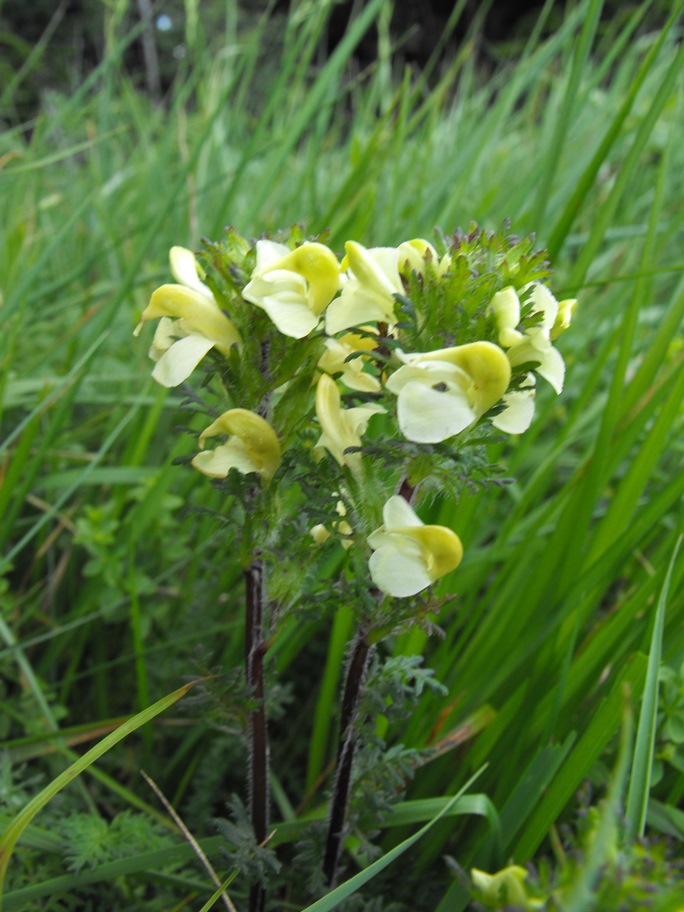 Pedicularis tuberosa