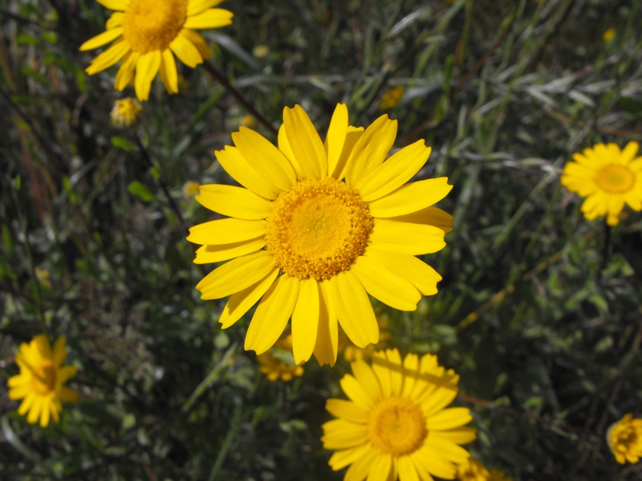 Coleostephus myconis / Margherita gialla