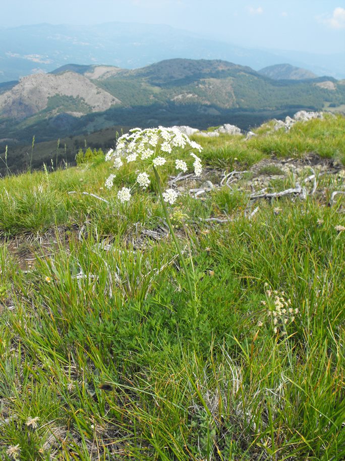 Siler montanum (=Laserpitium siler) / Laserpizio sermontano