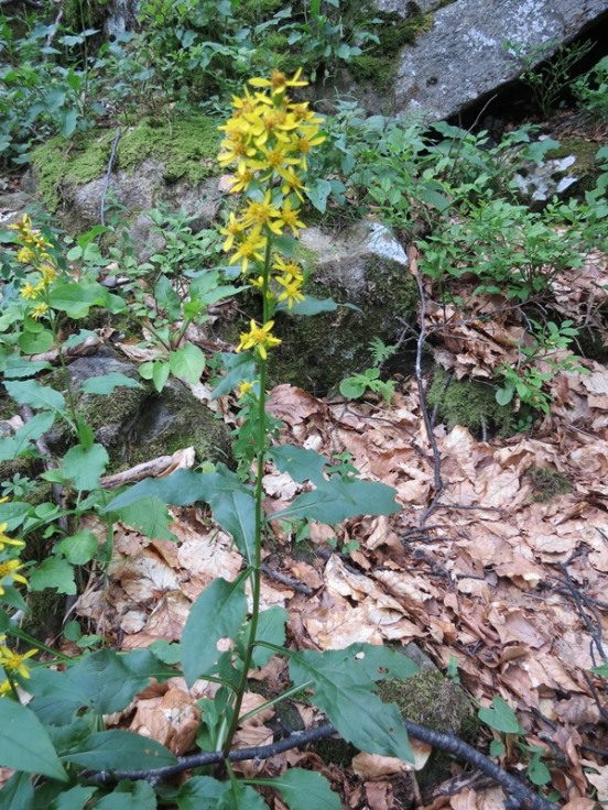 Solidago virgaurea