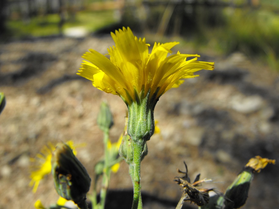 Da determinare -  Hieracium sp.