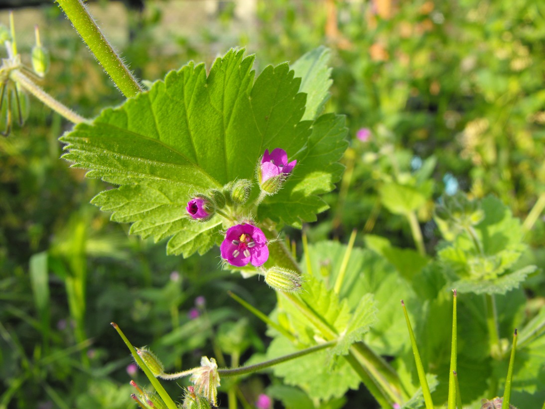 Erodium malacoides