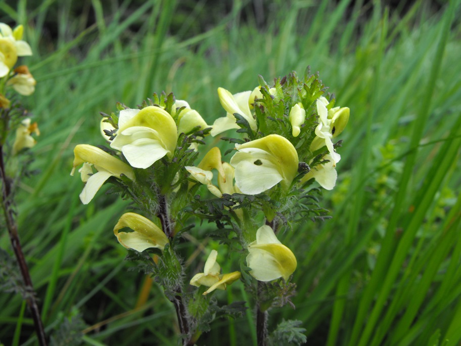 Pedicularis tuberosa