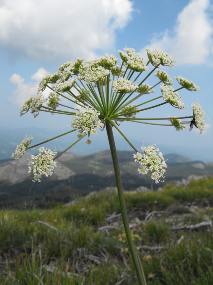 Siler montanum (=Laserpitium siler) / Laserpizio sermontano