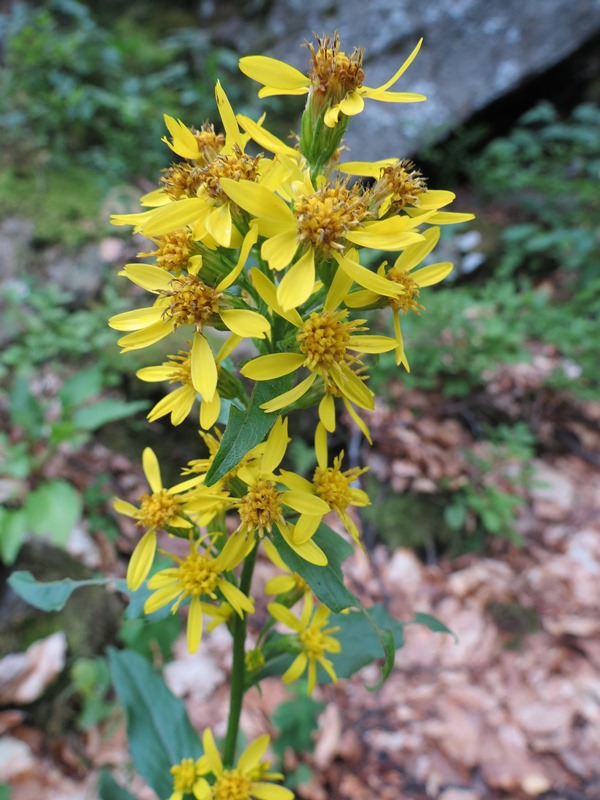 Solidago virgaurea