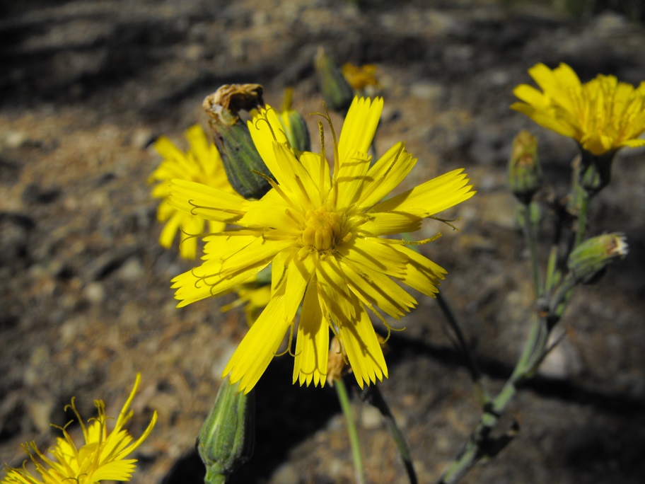 Da determinare -  Hieracium sp.