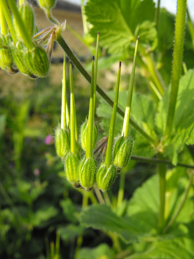 Erodium malacoides