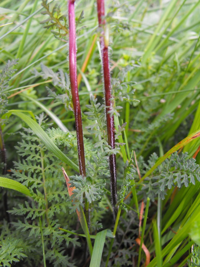 Pedicularis tuberosa