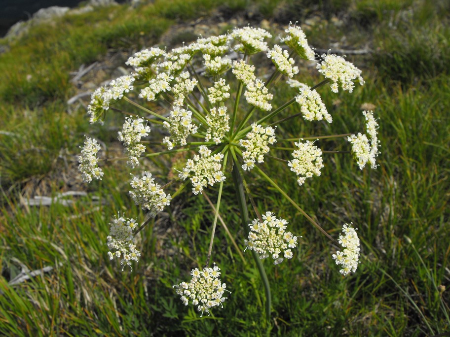 Siler montanum (=Laserpitium siler) / Laserpizio sermontano