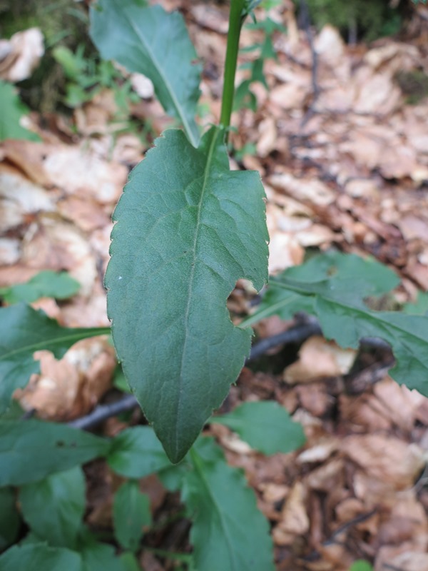 Solidago virgaurea