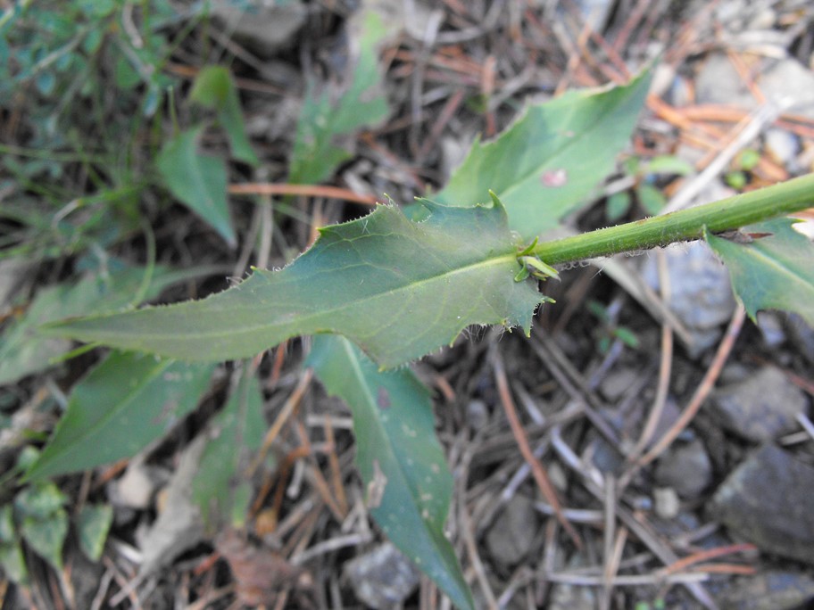 Da determinare -  Hieracium sp.