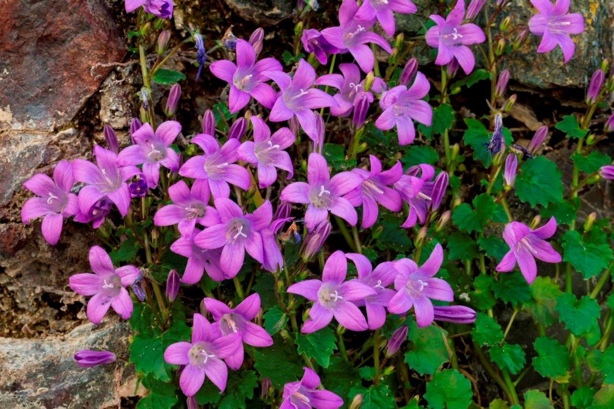 Campanula portenschlagiana