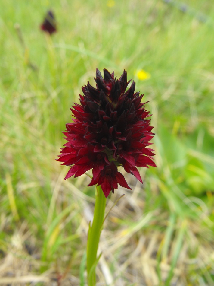 Nigritella nigra susp. rhellicani?