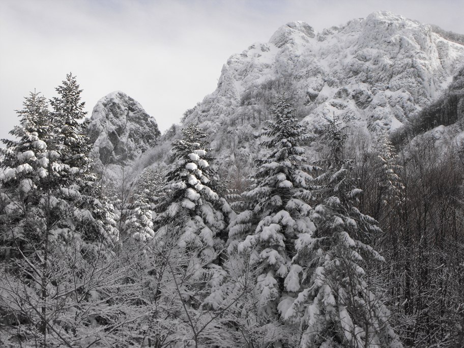 Alberi d''inverno... un invito