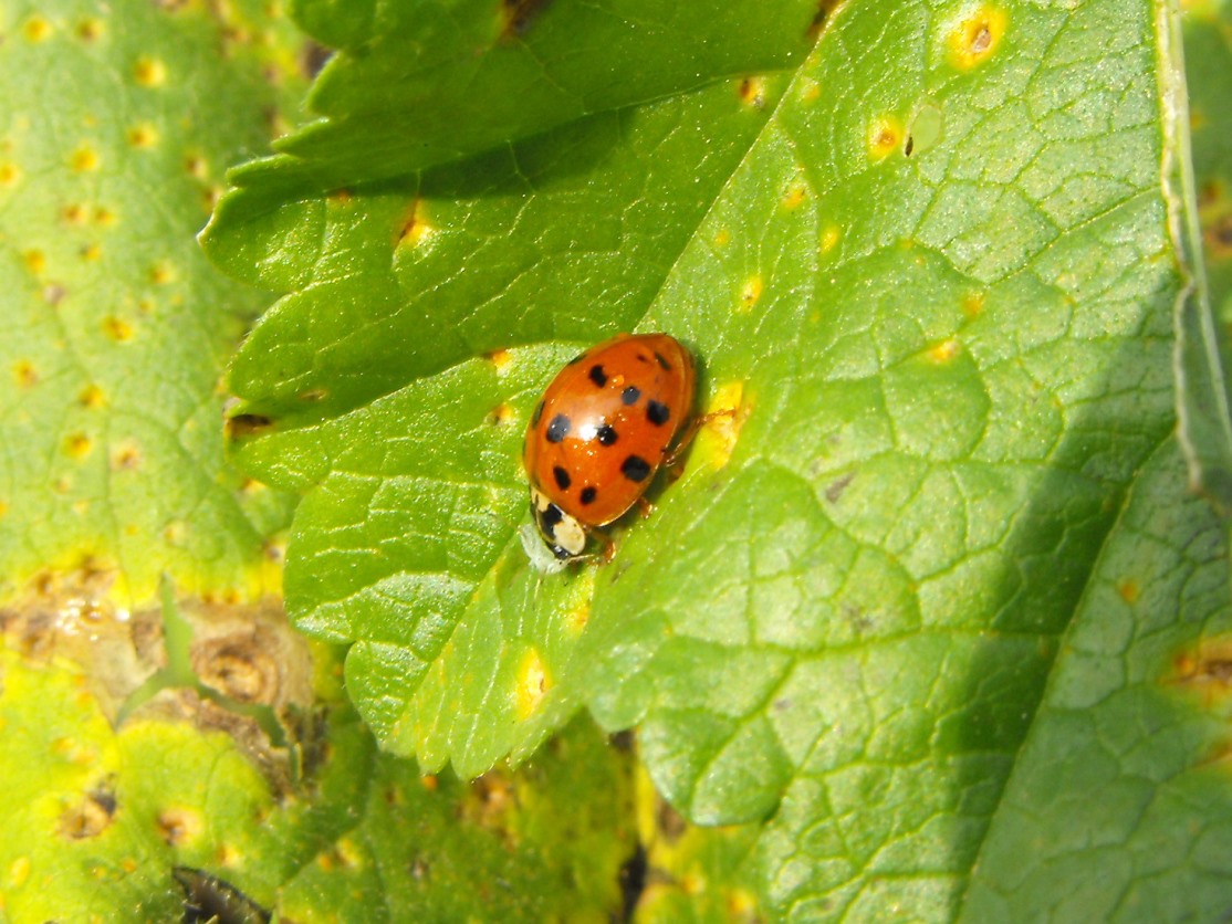 Harmonia axyridis , Natura Mediterraneo | Forum Naturalistico