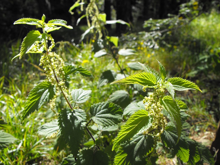 Urtica da determinare