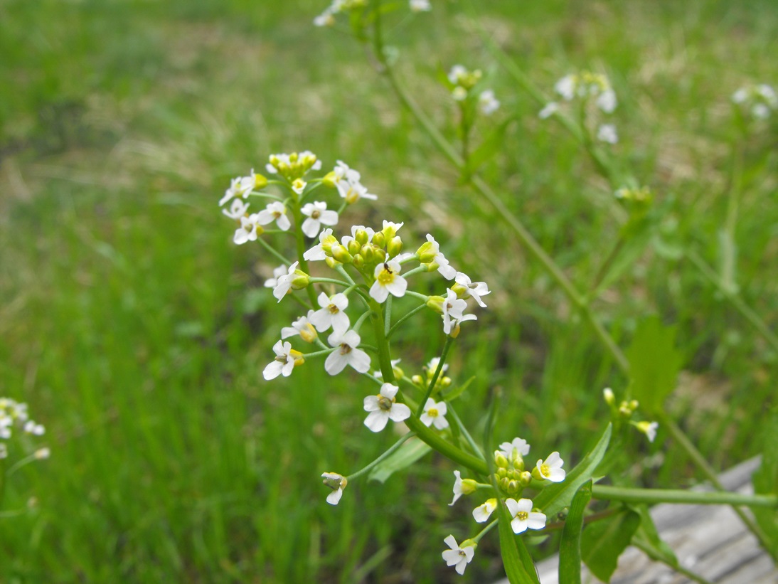 Calepina irregularis / Miagro rostellato