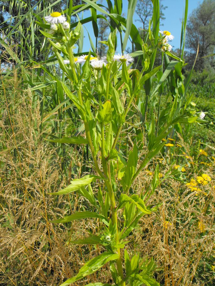 Erigeron annuus