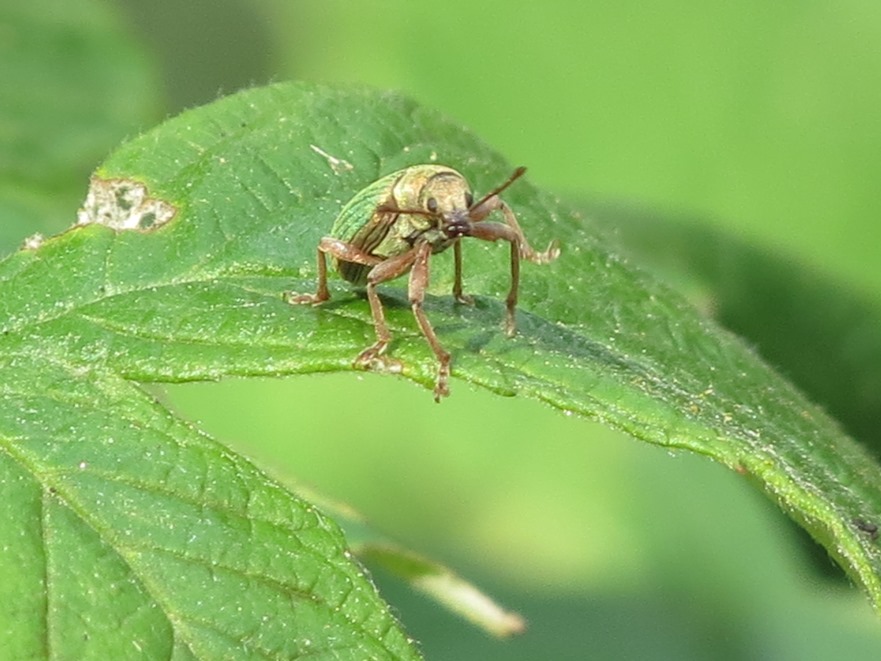 Curculionidae da determinare - Polydrusus cfr. impar