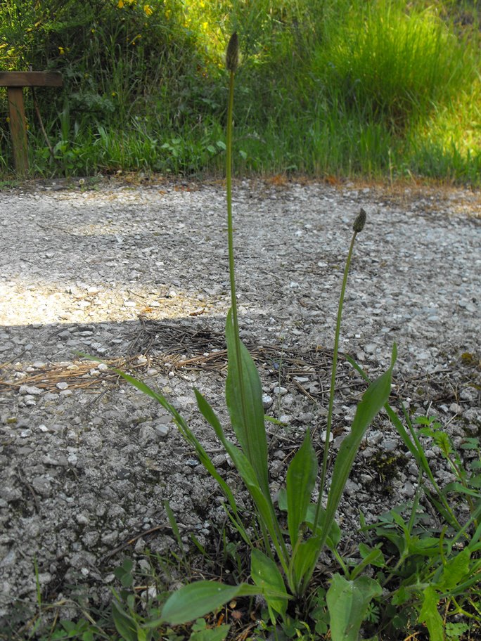 Plantago lanceolata