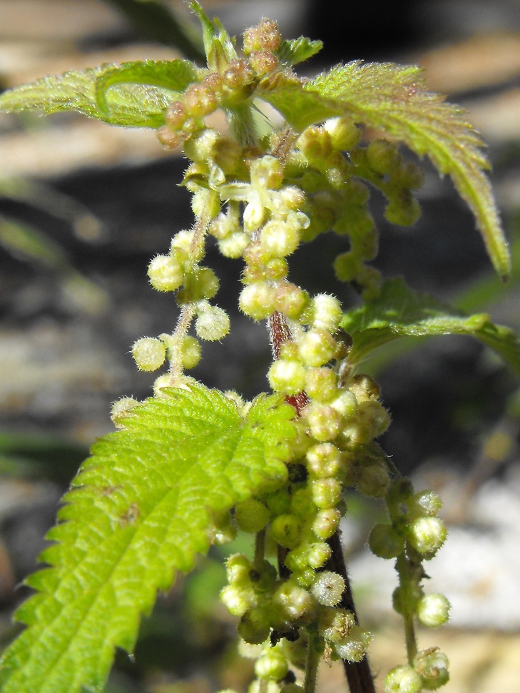 Urtica da determinare