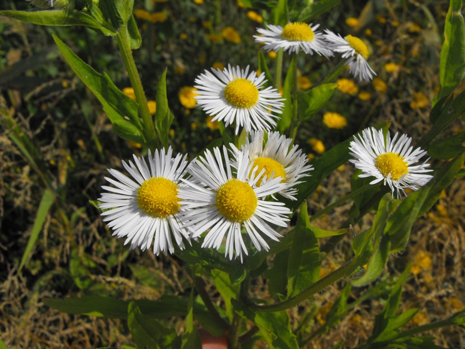 Erigeron annuus