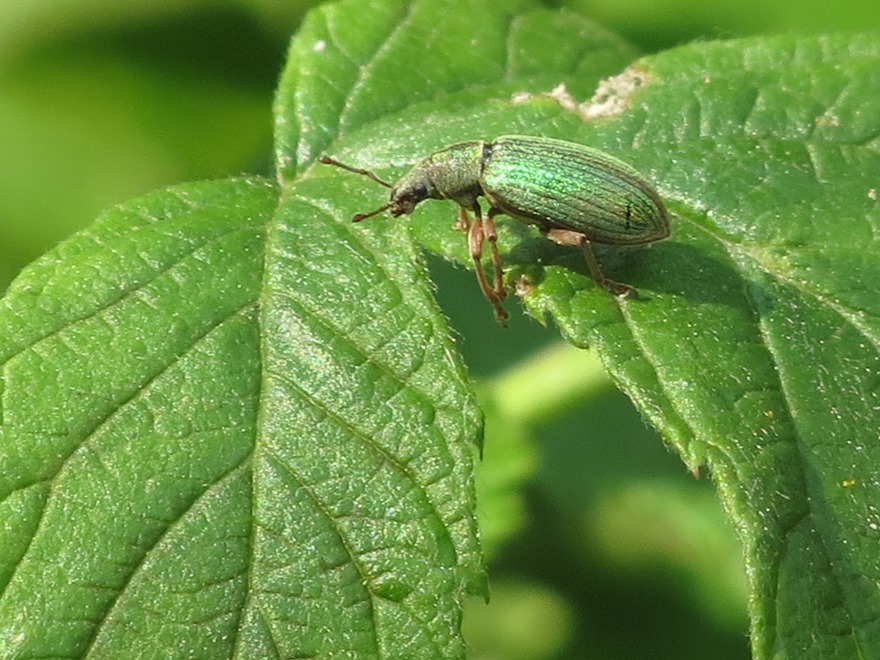 Curculionidae da determinare - Polydrusus cfr. impar