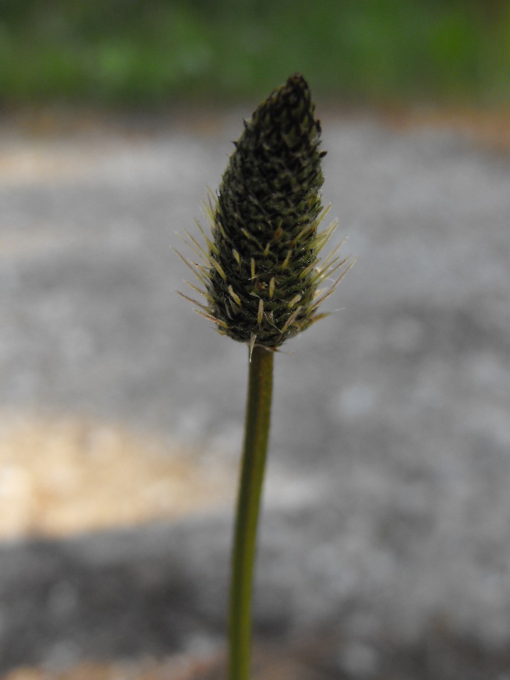 Plantago lanceolata