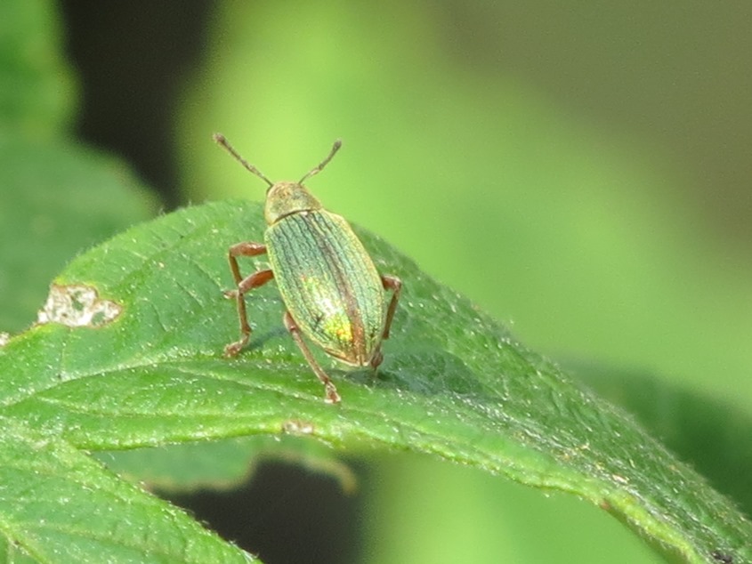 Curculionidae da determinare - Polydrusus cfr. impar