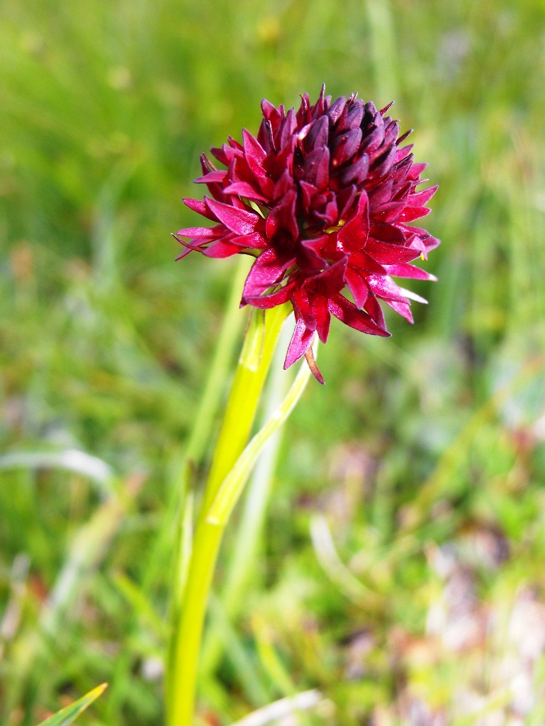 Nigritella nigra subsp. rhellicani?