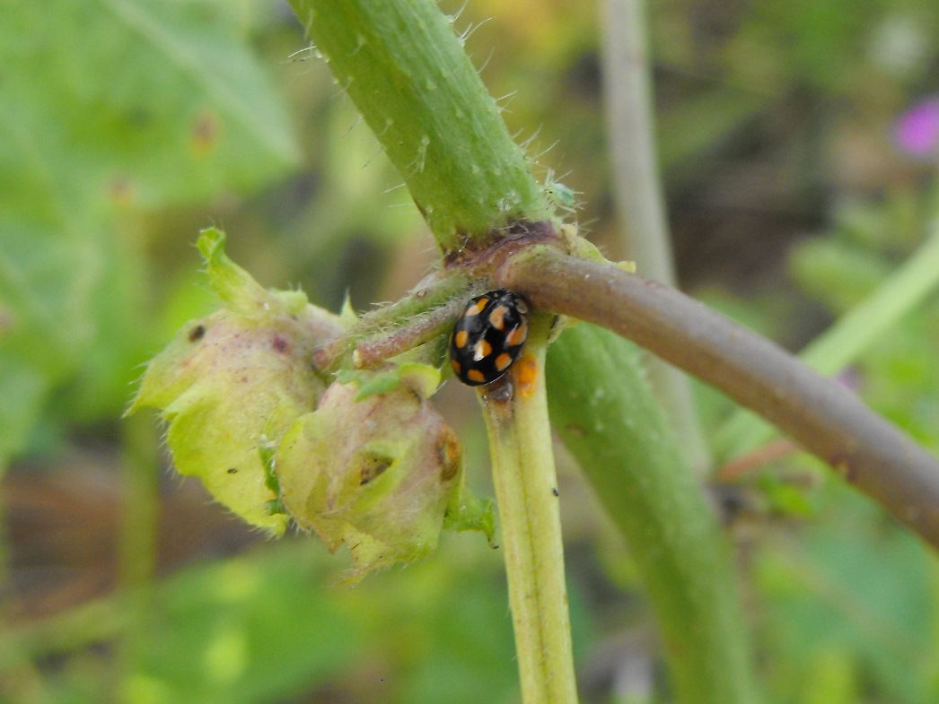 Da determinare - Adalia decempunctata (Coccinellidae)