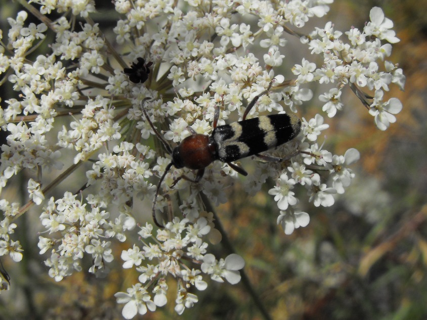 Chlorophorus trifasciatus