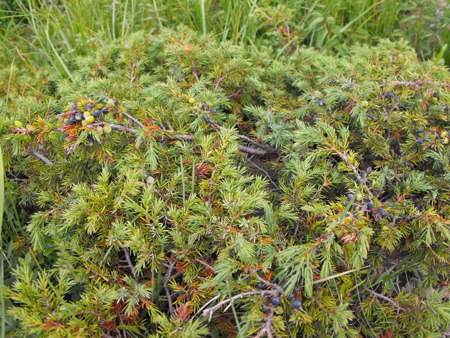 Juniperus da determinare