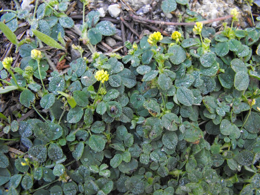 Trifolium campestre? no, Medicago lupulina